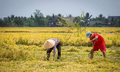 Một tháng lương công nhân bằng tiền lời cả mùa lúa